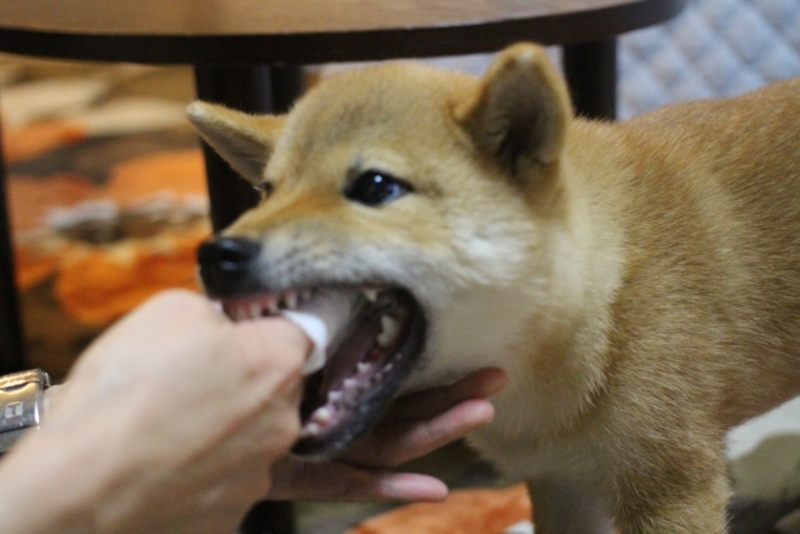 安全に犬の歯磨きを行うポイント