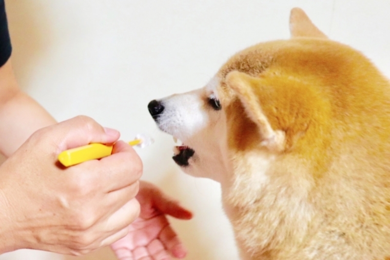 安全な歯磨き粉を使い犬の健康を守ろう