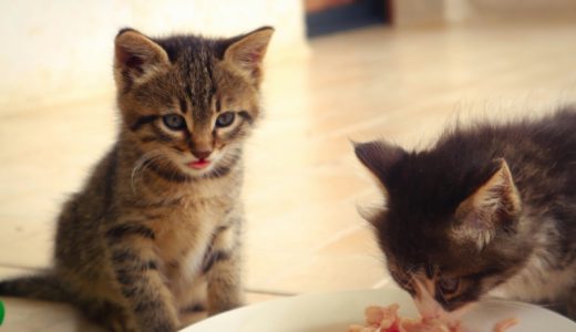 食いつきのいいキャットフードおすすめランキング30選！絶対食べると話題の品を比較