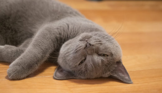 シャルトリュー向けキャットフードおすすめ10選！給餌量の目安も解説