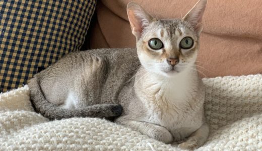 シンガプーラ向けキャットフードおすすめ11選！選び方や健康リスクに配慮したフードの特徴も紹介