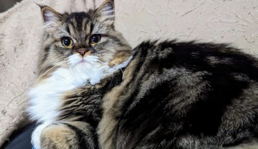 ミヌエット向けキャットフードおすすめ6選！年齢別の給餌量・回数も紹介