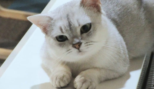 バーミラ向けキャットフードおすすめ6選！選ぶ際の重要なポイントは？