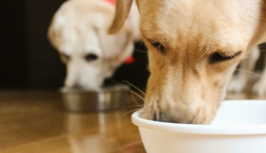 7歳以上のドッグフードにおける違いとは？成犬用フードとの違いや何歳から与えるべきかを解説