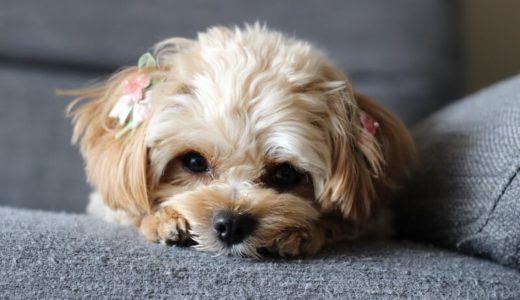 チワプー向けドッグフードおすすめ10選！市販で買える国産フードや給餌量の目安も解説