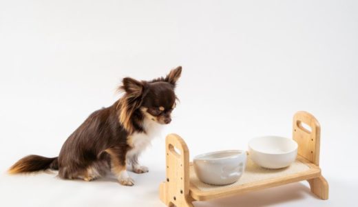 去勢後の犬向けドッグフードランキング15選！避妊・去勢後のフードはいつまで与えるべきかも解説