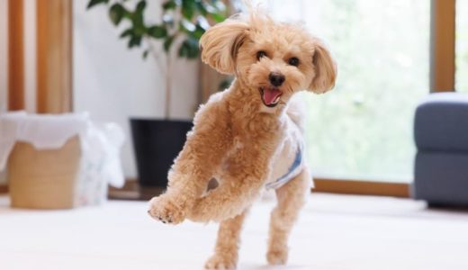 マルプー向けのおすすめドッグフード12選！年齢別の選び方や食べない時の対処法を解説