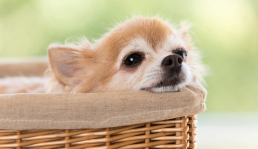 シニア犬の腎臓病が気になる飼い主さん向けドッグフードランキング18選！食べない場合の対処法も解説