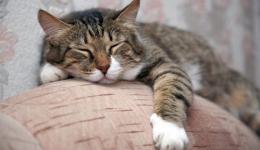 ハイシニア猫向けおすすめフード23選！15歳以上の高齢猫が餌を食べない時の対処法まで解説