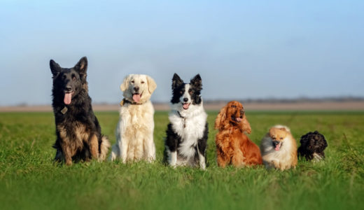 ドッグフードランキングは大嘘だらけ？買ってはいけないフードリストを除いたおすすめランキング12選