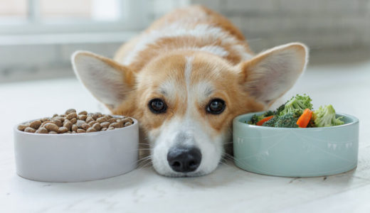 本当のドッグフードランキング19選【2026年最新】！市販で買えるのに安全性が高いおすすめ商品まとめ