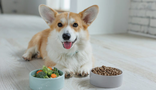腎臓病の犬と暮らす飼い主さん向けフードランキング16選！老犬がフードを食べない時の対処法も解説