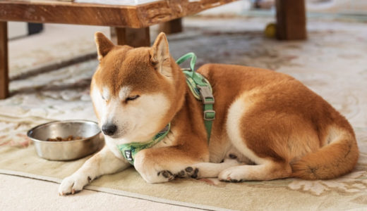 クッシング症候群の犬と暮らす飼い主さん向けドッグフード6選！食べてはいけないものも解説